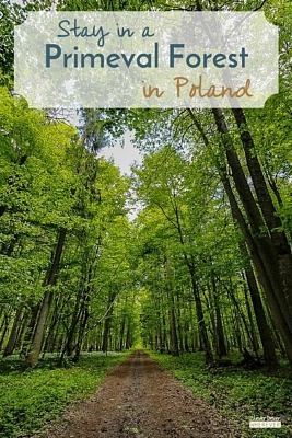 Bialoweiza Primeval Forest | Visit Poland | Travel Poland | Where to Stay Poland | Polish Forest