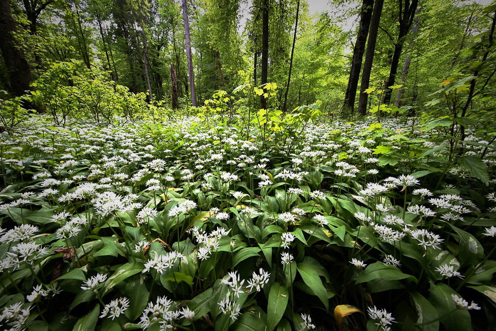 Wild garlic in the forest of Bialoweiza, Poland