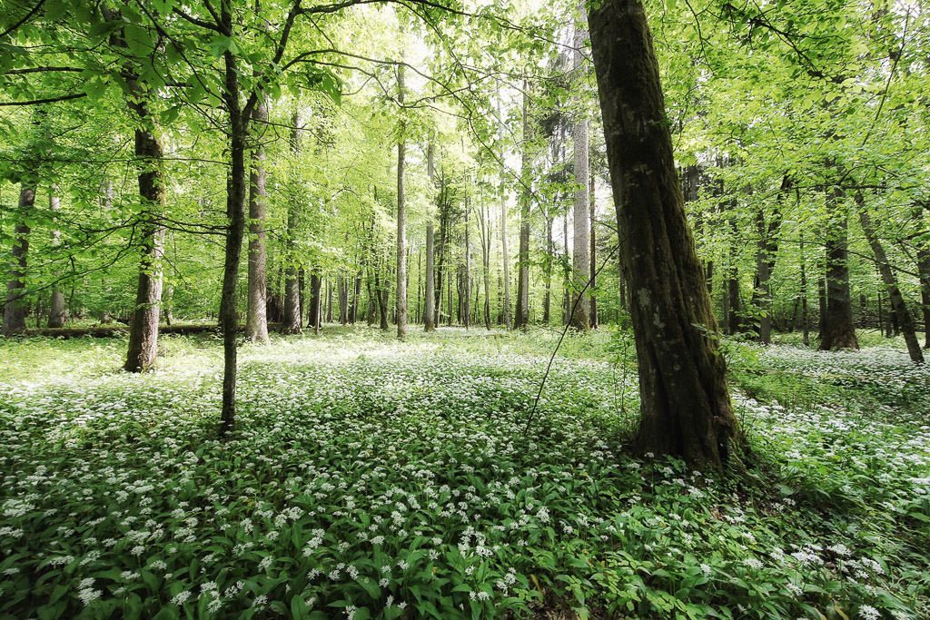 Primeval forest in Poland