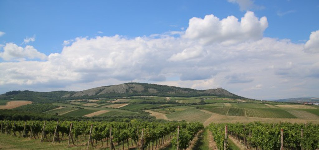 Nepra and co vineyards in Moravia, Czech Republic