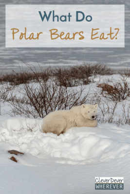 What do polar bears eat? 12 photos that answer all of your questions