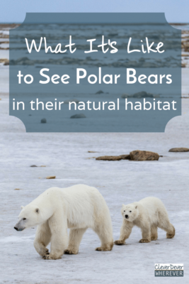 Want to see Polar Bears in person? My favorite tour for observing these adorable snowballs.