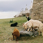 Goats in Karakorum Mongolia