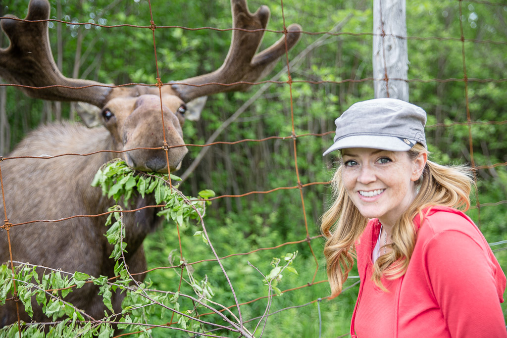 Juliana Dever feed a moose in Quebec Canada