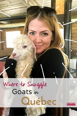 Goats | Goat Farm | Baby Goat | Quebec Canada