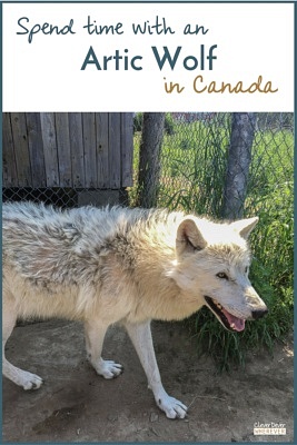 Arctic Wolves in Canada | Ferme 5 Etoiles | Saguenay | Quebec Canada