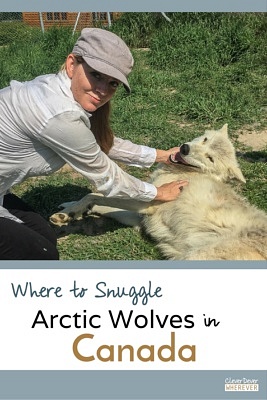 Juliana Dever | Arctic Wolves in Canada | Ferme 5 Etoiles | Saguenay | Quebec Canada