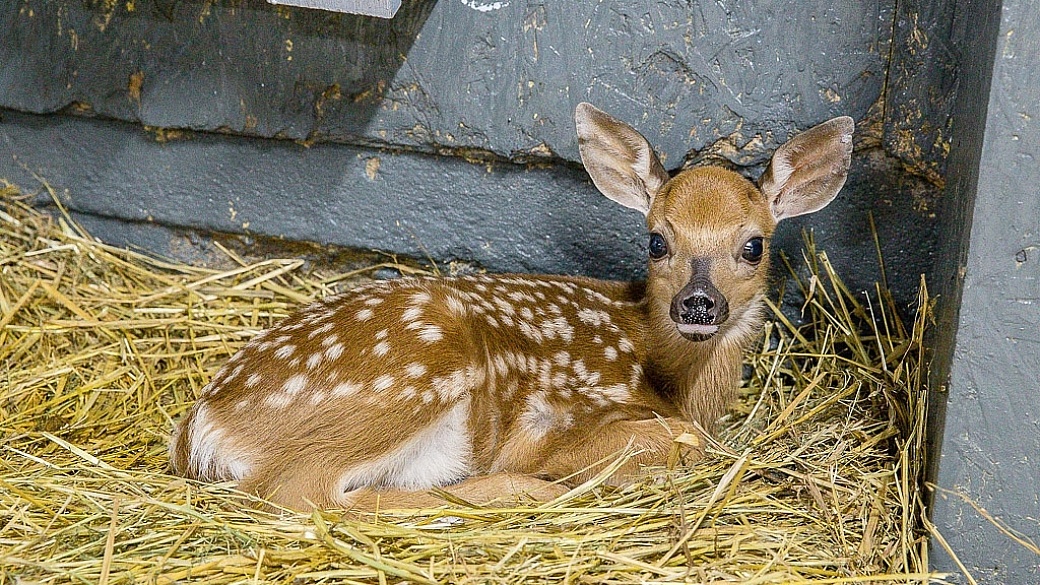 Baby deer at Ferme 5 Etoiles Quebec Canada