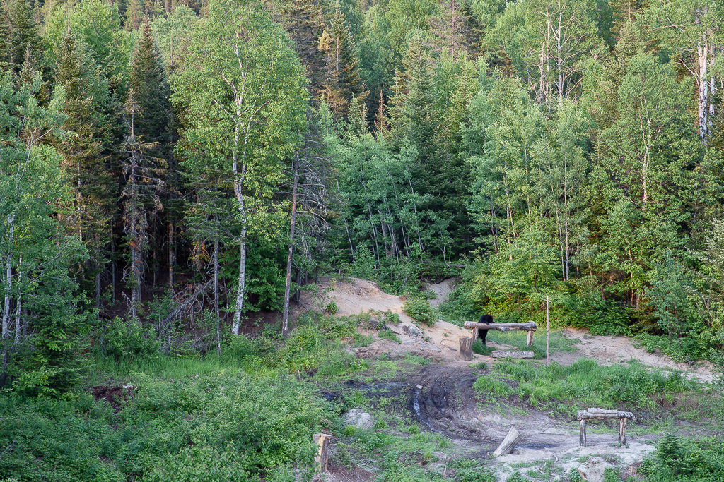 bear watching saguenay quebec canada