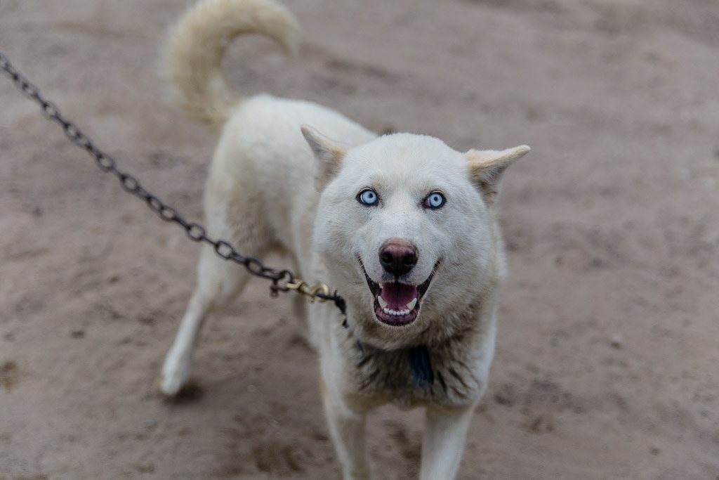 sled dog ferme 5 etoiles Quebec Canada