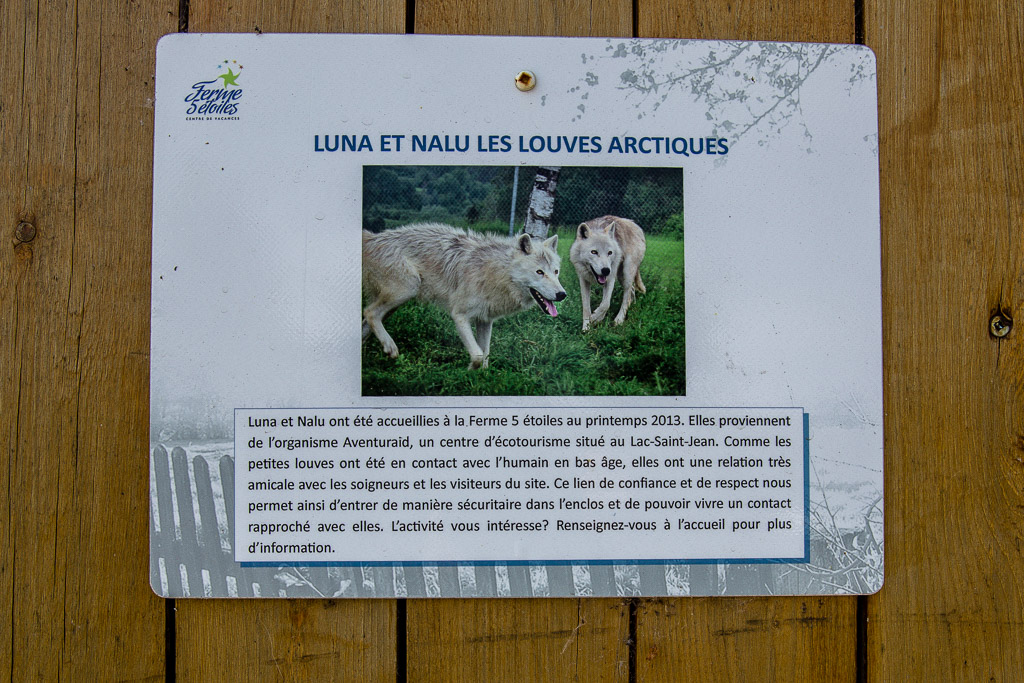 Arctic Wolves Ferme 5 Etoiles Quebec, Canada