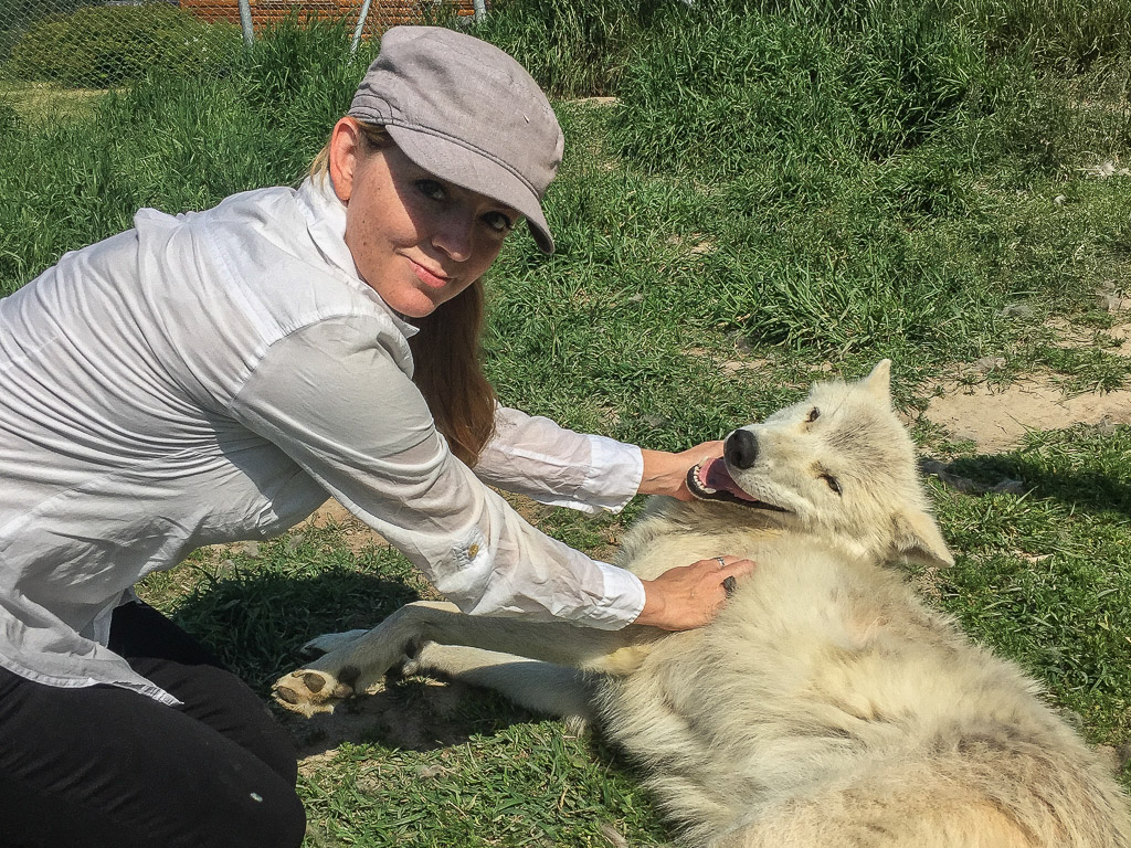 Juliana Dever arctic wolf Ferme 5 Etoiles Quebec Canada