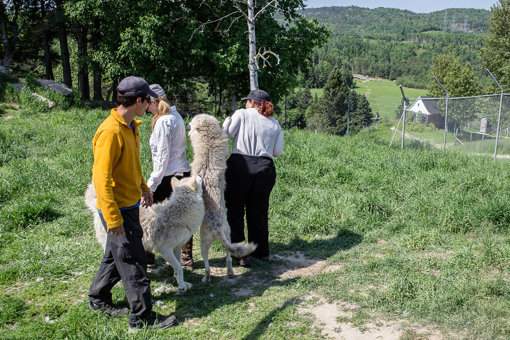 Arctic Wolf standing Saguenay Quebec