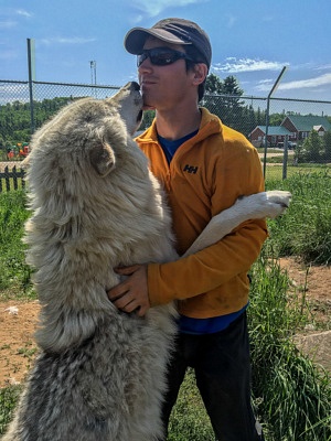 Arctic Wolf Derek Ferme 5 Etoiles Saguenay Canada