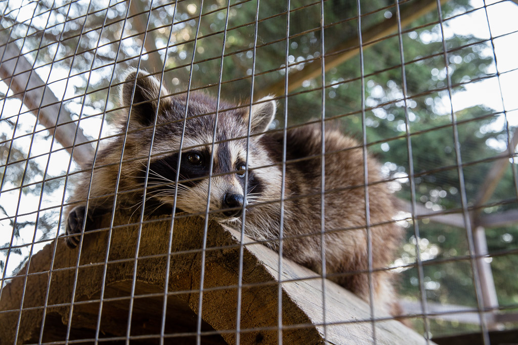 raccoon ferme 5 etoiles Saguenay Quebec Canada