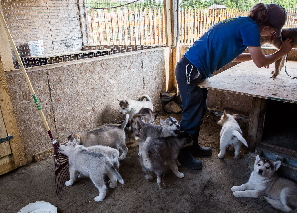 sled dog puppies ferme 5 etoiles Quebec Canada