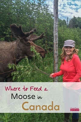 Feed a Moose | Quebec Canada | Ferme 5 Etoiles | Travel Canada
