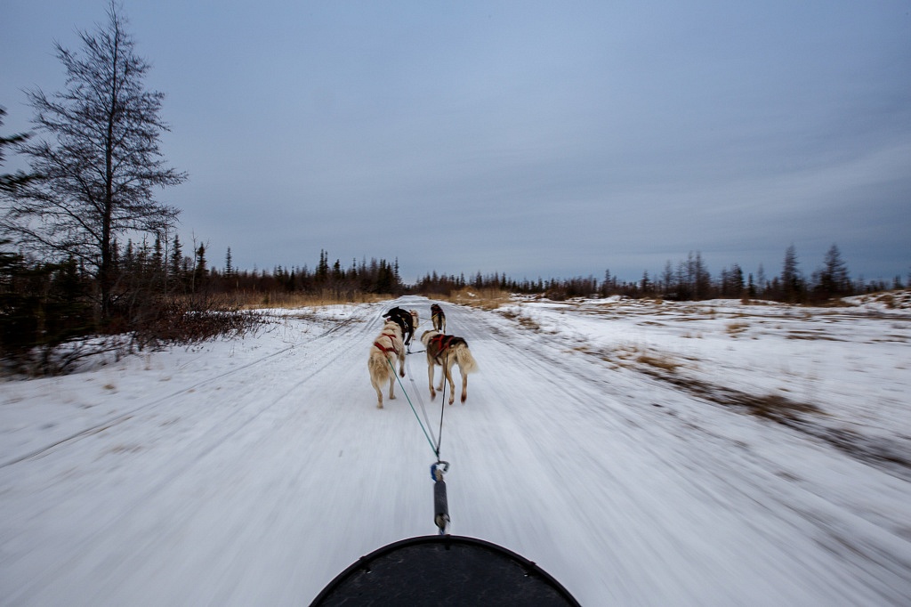 Dog Sledding Wapusk Adventures Churchill Manitoba trip