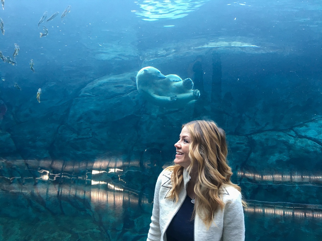 Juliana Dever Polar Bear Winnipeg Zoo