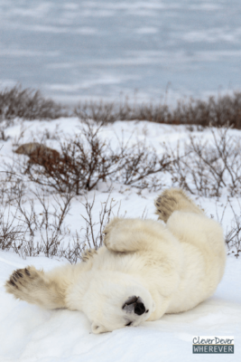 Want to see Polar Bears in person? My favorite tour for observing these adorable snowballs.