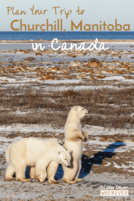 Travel Tips for the perfect Polar Bear Adventure | Churchill Manitoba | Canada