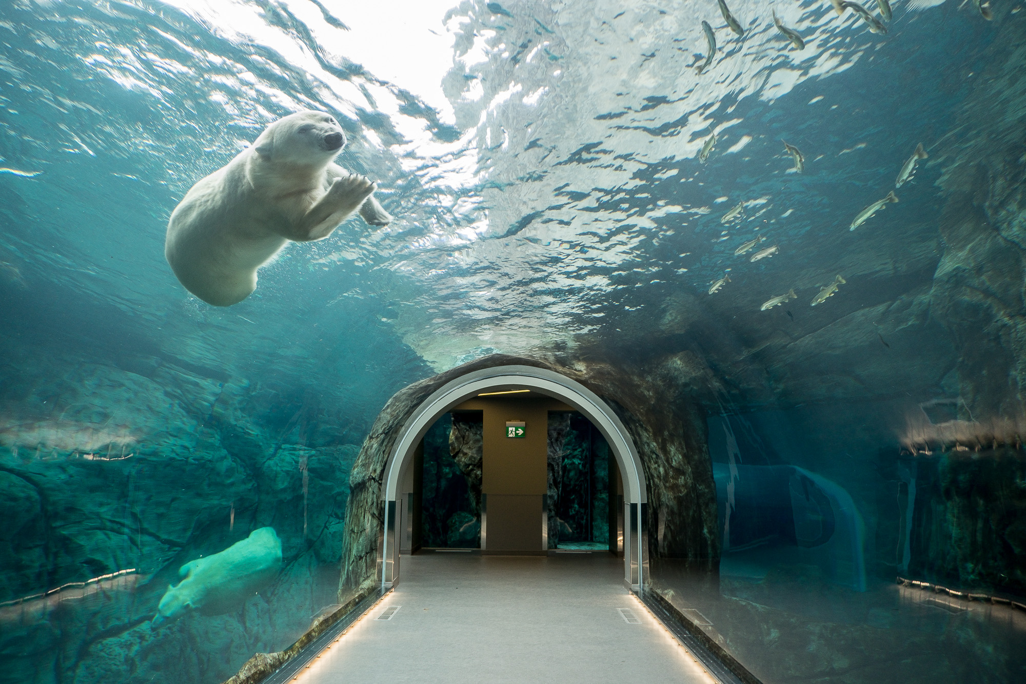 Polar Bear swim tank Winnipeg Zoo