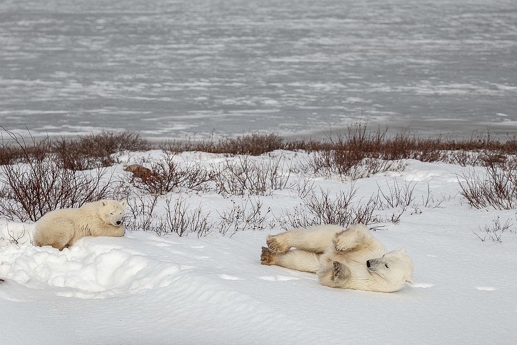 Mama and baby Polar Bears in Churchill Manitoba