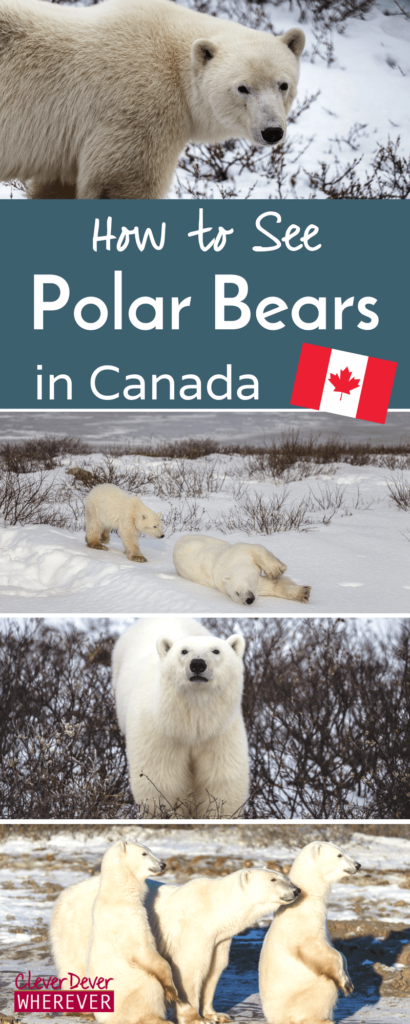Which tour do I take to see polar bears in Churchill, Canada? Read more!