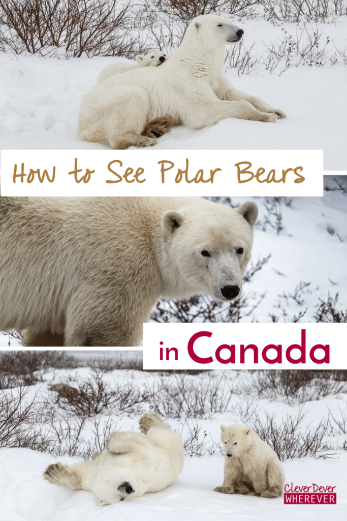 Plan your trip to see polar bears in Churchill! Answers to all of your FAQs.
