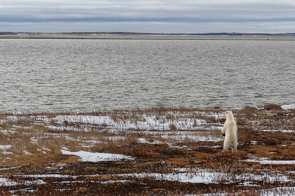 Polar Bears in Churchill Manitoba looking at Hudson Bay