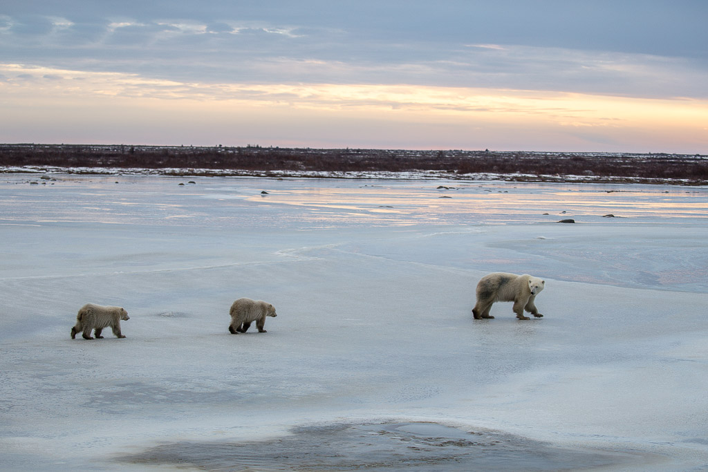 Sunset Polar Bears in Churchill Manitoba