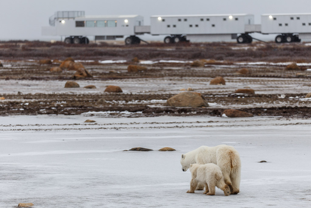 Polar Bears in Churchill Manitoba - Mom and baby in front of lodge