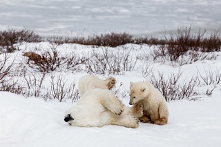 Polar Bears in Churchill Manitoba