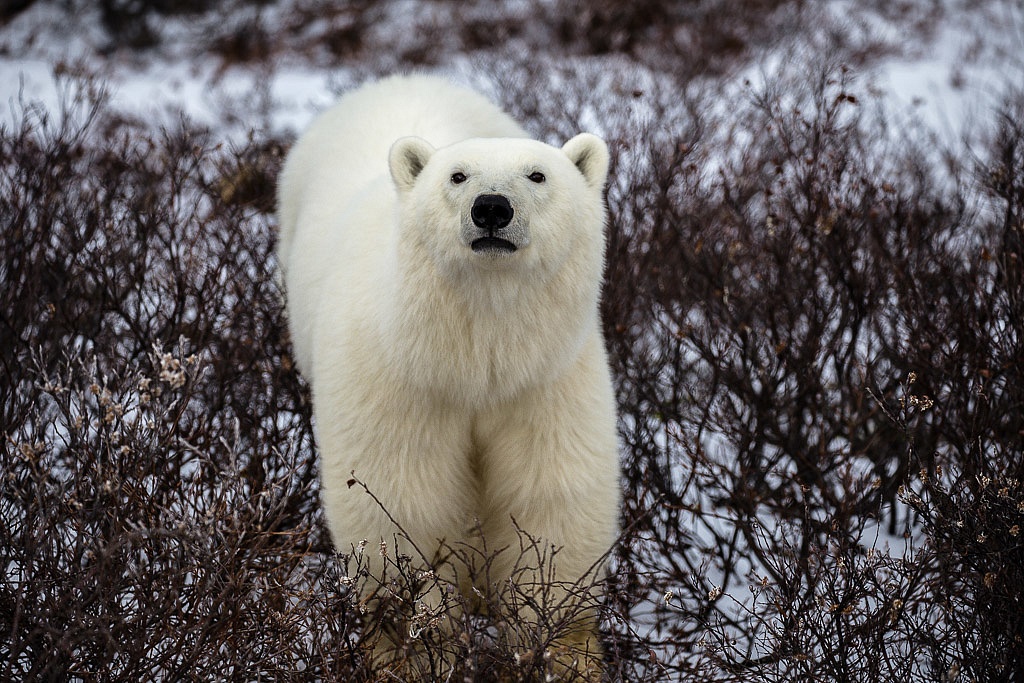 Polar bears in Manitoba