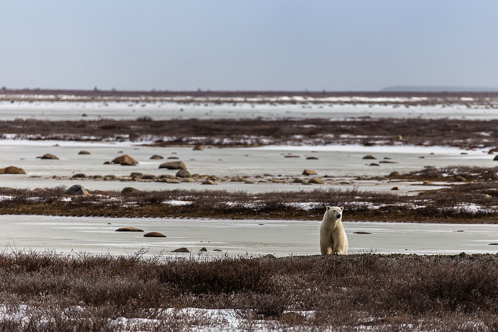 Loner polar bears in Manitoba