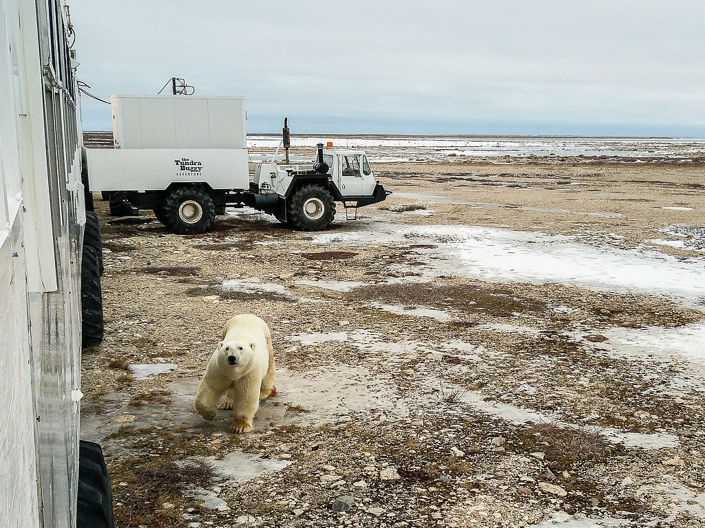 Polar bears in Manitoba Canada love blueberry pancakes