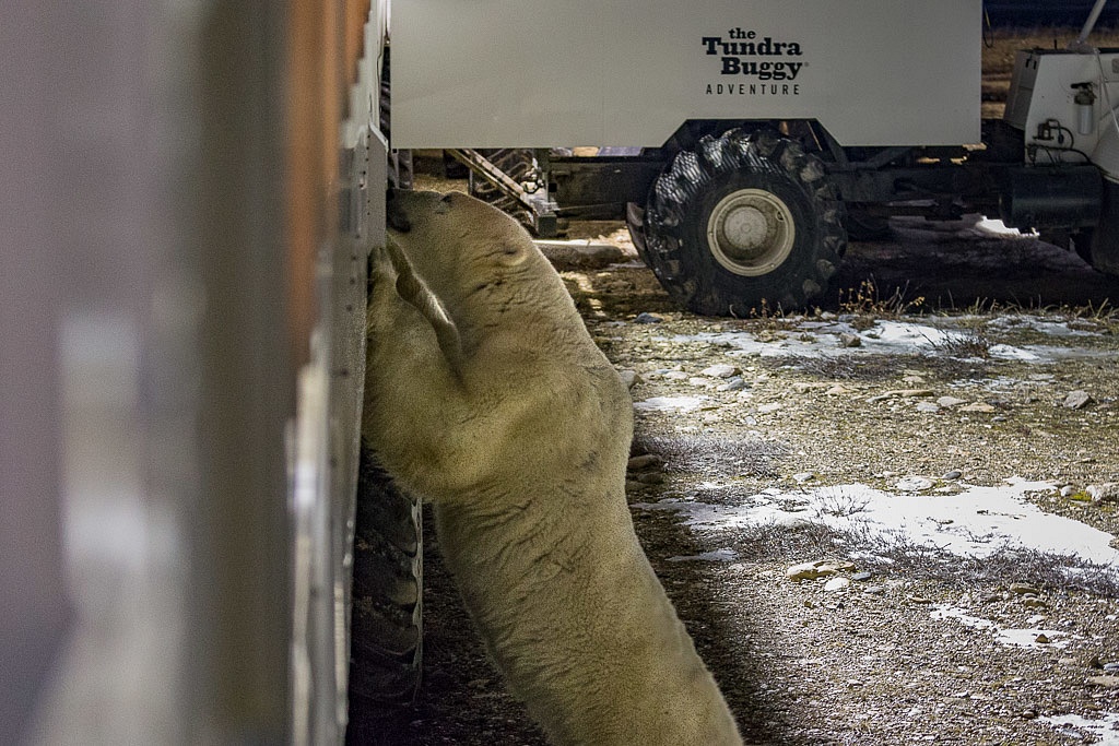 Polar bears in Manitoba - Buggy Love Frontiers North