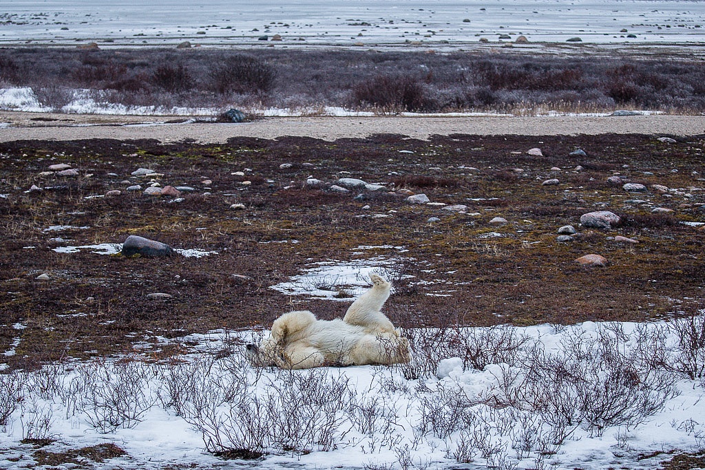 Polar Bears in Manitoba Canada