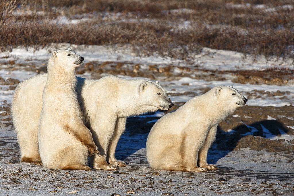 Mama polar bears in Manitoba Canada