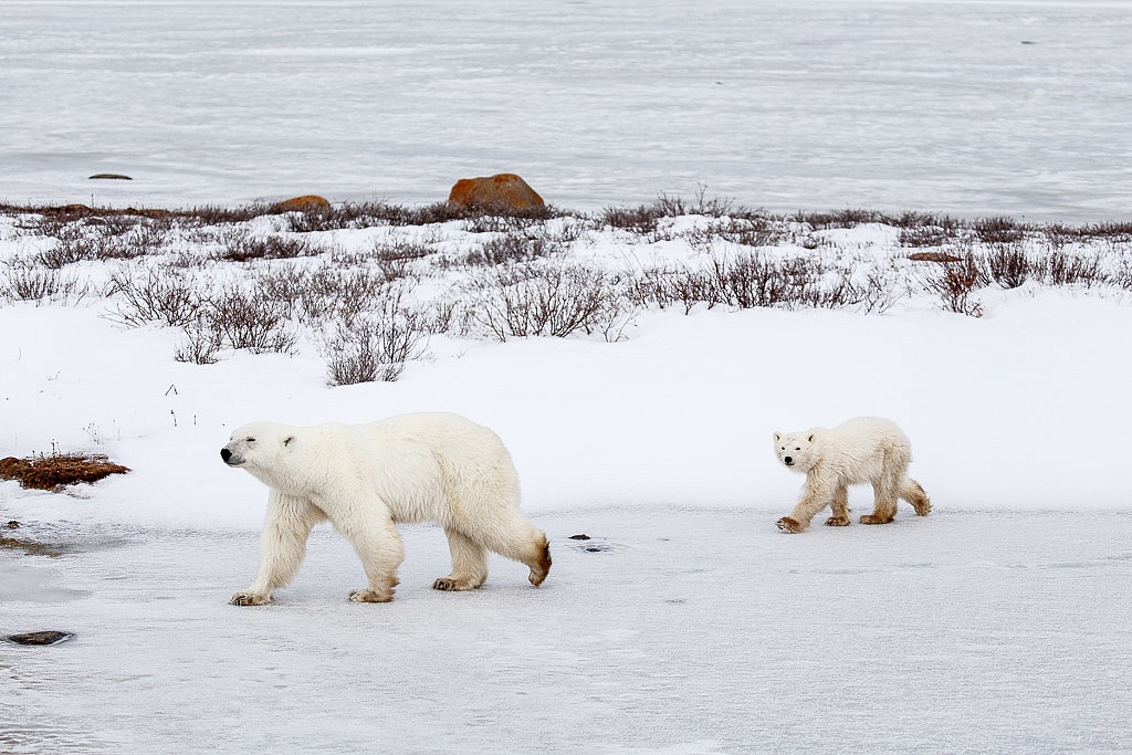 Mom and baby polar bears in Manitoba