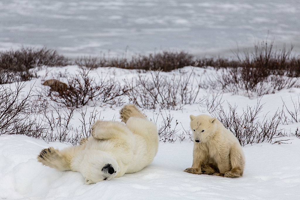 Polar bears in Manitoba rolling in snow