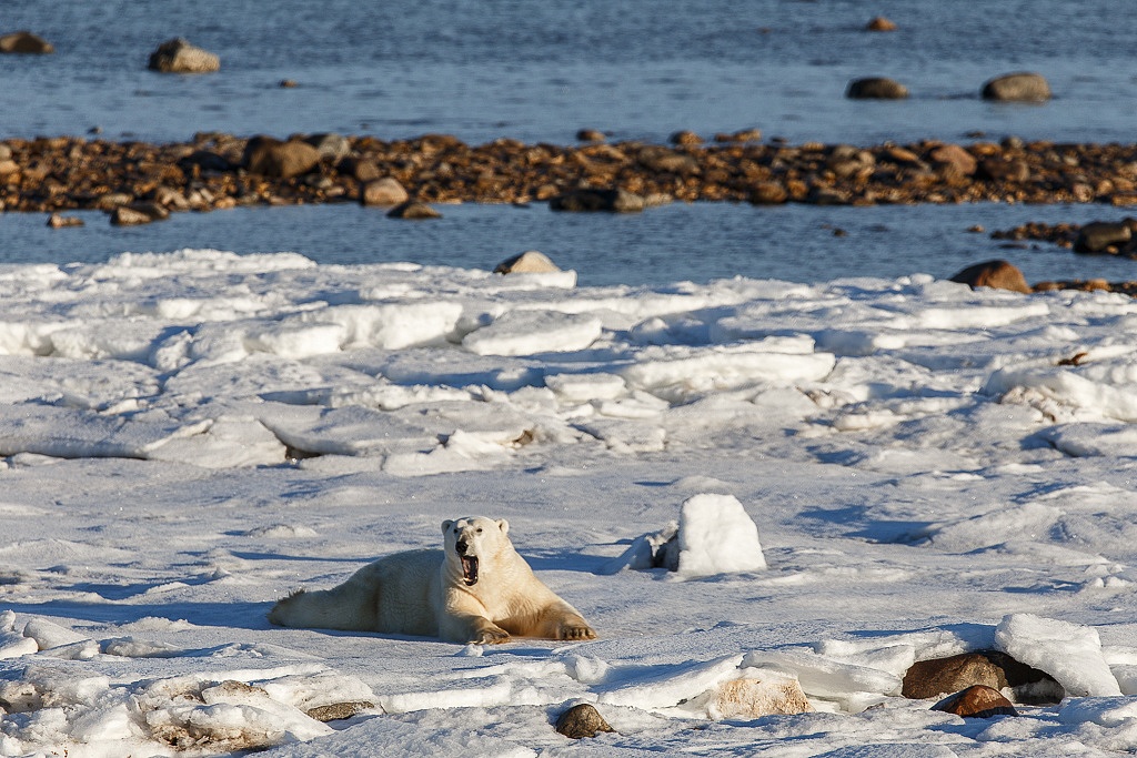 Sleepy polar bears in Manitoba Canada