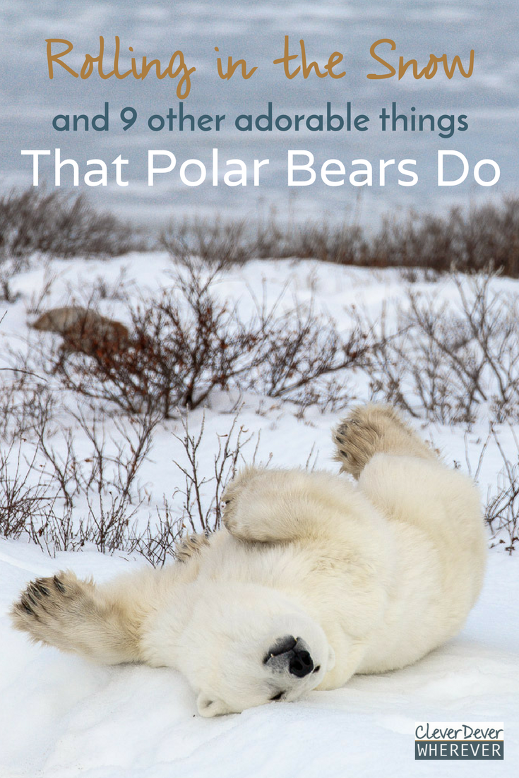 Would you like to cuddle with a polar bear? Get inspired by these pictures of adorable polar bears and all the cute things they do!