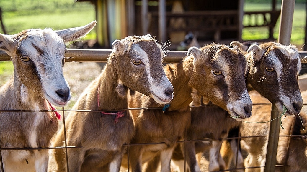 Goats in Maui