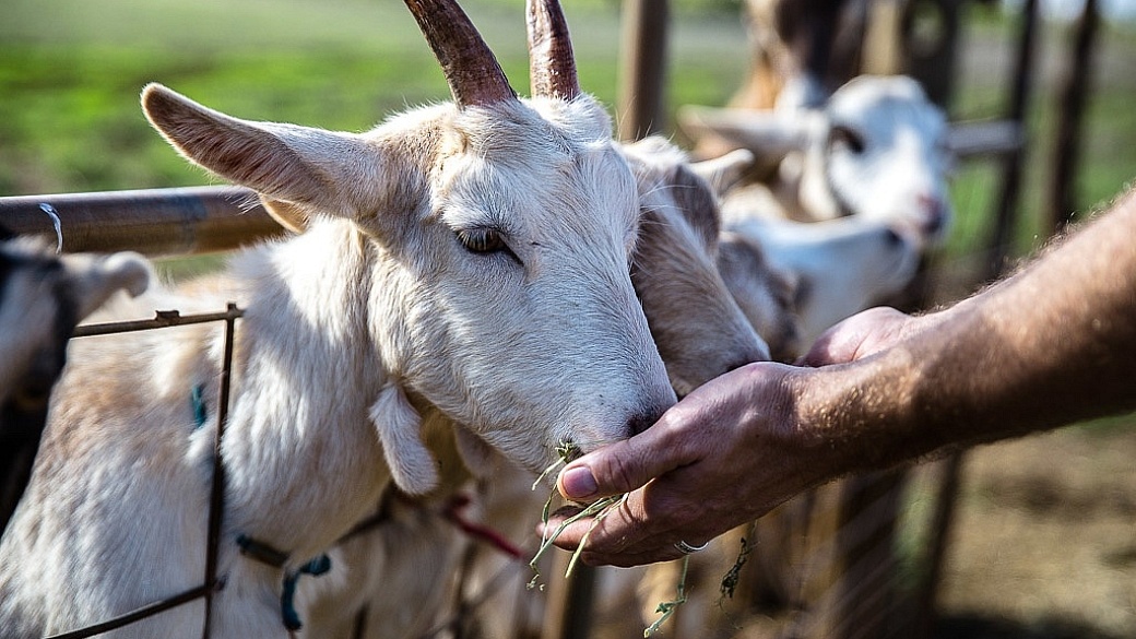 Maui Goats at Surfing Goat Dairy