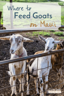 Where to find Goats in Maui? Get your Maui goats fix at this island stop.