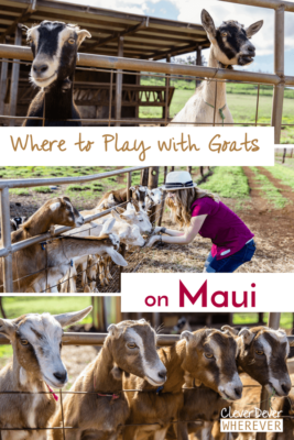 Where to find Goats in Maui? Get your goat fix at this island stop.