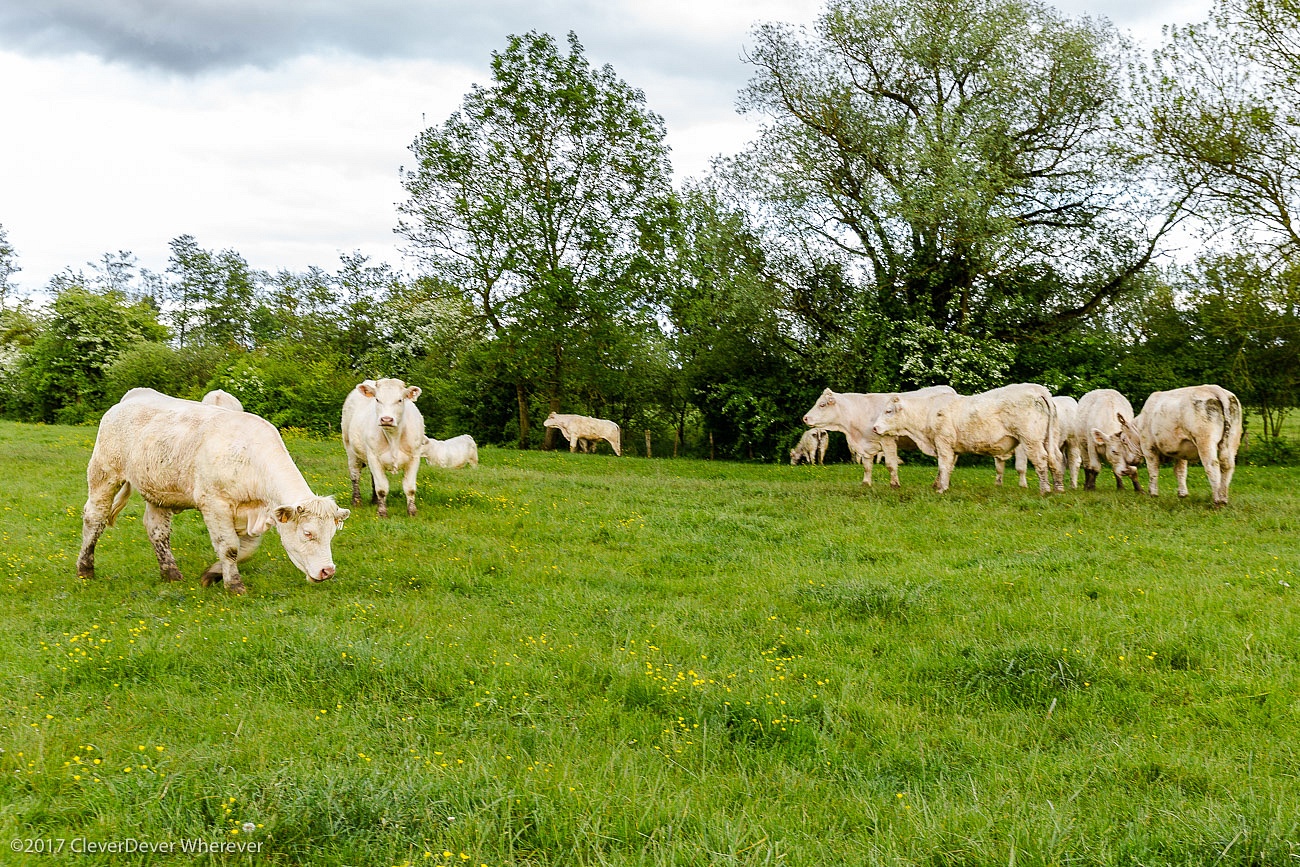 Charolais cows France