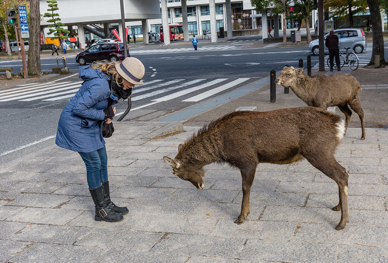 Bowing deer of Nara Juliana Dever