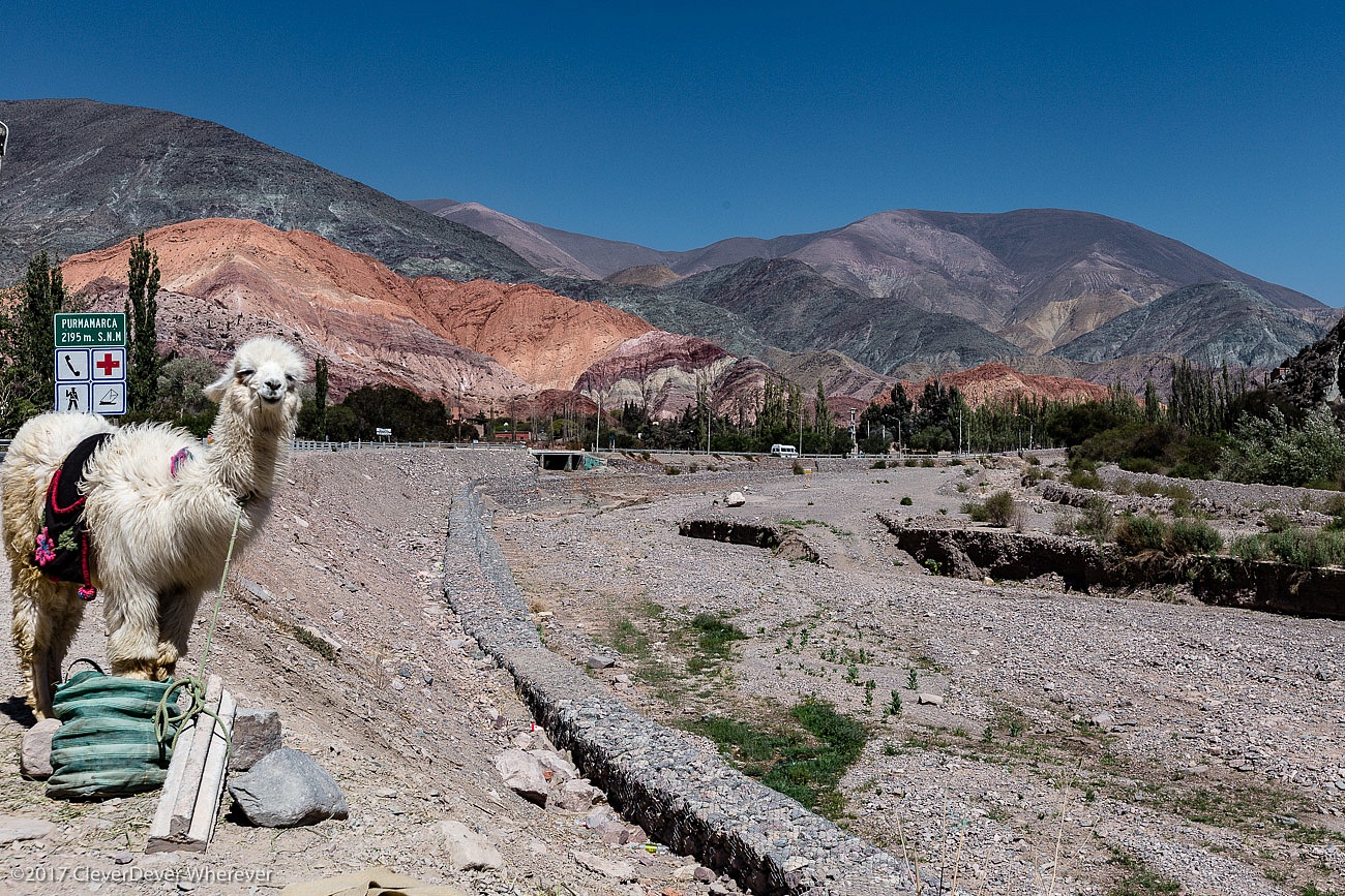 Llama baby in Purmamarca - Day trips from Salta Argentina